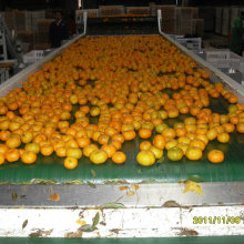 Venda quente no mercado de Bangladesh Fresh Baby Mandarin Orange